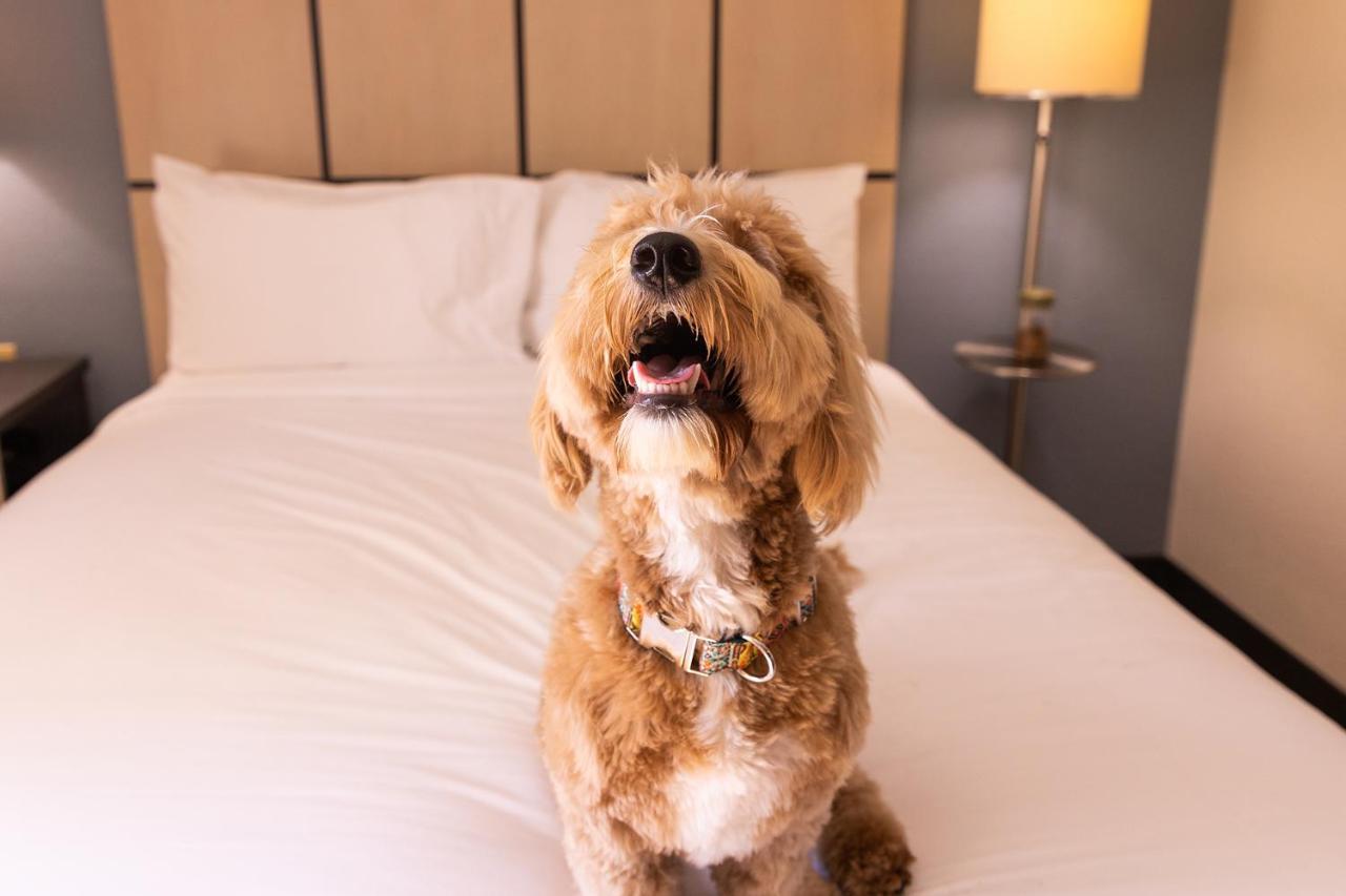 โซเนสตา ซิมพลี สวีท ดีทรอยต์ ทรอย Hotel ภายนอก รูปภาพ